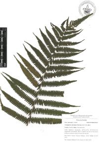 Thelypteris dentata image